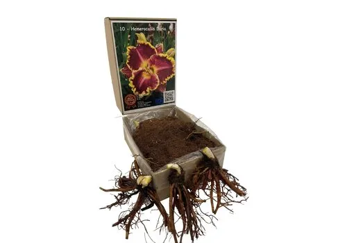 JUNAVERA Hemerocallis Bettylen | bloembol | levering als bol | per stuk