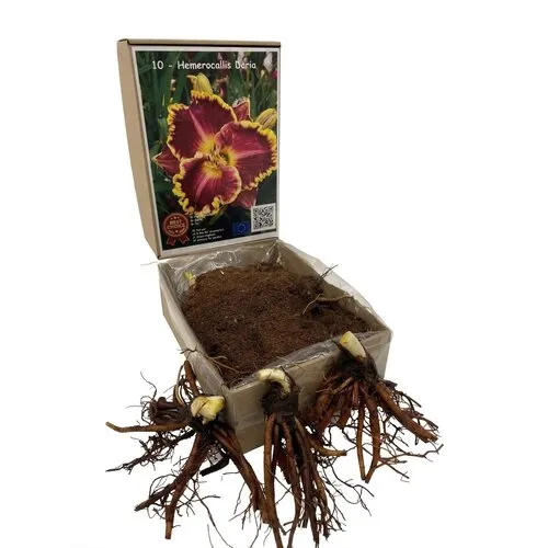 Junai.nl Hemerocallis Bettylen | bloembol | levering als bol | per stuk