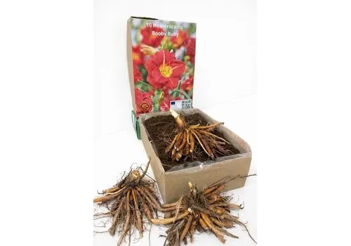 Junai.nl Hemerocallis 'Booby Ruby' | bloembol | verkoop per stuk