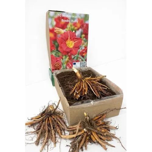 Junai.nl Hemerocallis 'Booby Ruby' | bloembol | verkoop per stuk