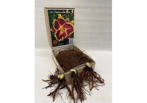 Junai.nl Hemerocallis ‘Daria’ | bloembol | levering als bol | per stuk