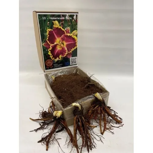 Junai.nl Hemerocallis ‘Daria’ | bloembol | levering als bol | per stuk
