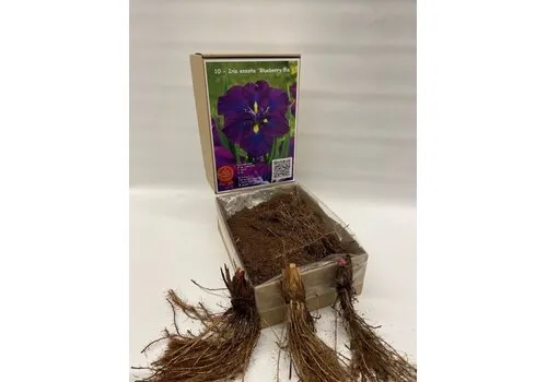 Junai.nl Iris ensata Blueberry Pie | bloembol | per stuk