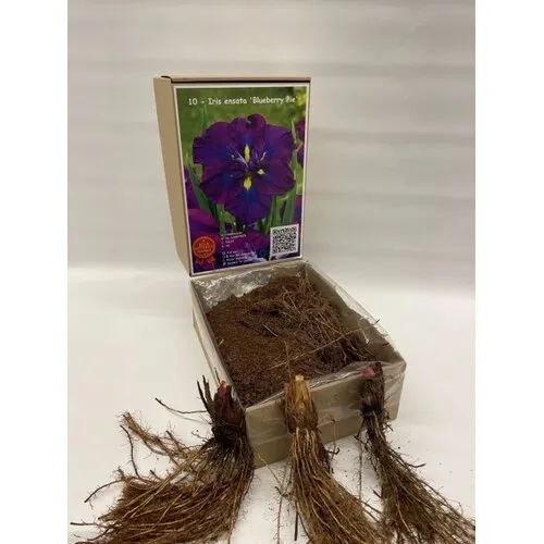 Junai.nl Iris ensata Blueberry Pie | bloembol | per stuk