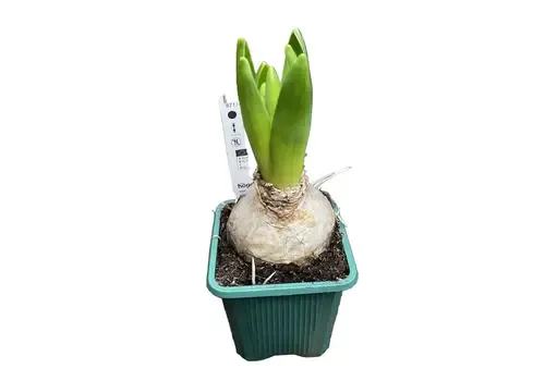 Junai.nl Hyacint (Hyacinthus orientalis) gemengde kleuren | 1 bol per pot | 7 cm pot
