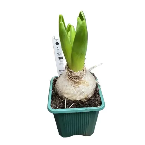 Junai.nl Hyacint (Hyacinthus orientalis) gemengde kleuren | 1 bol per pot | 7 cm pot