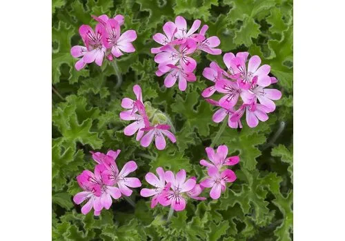Junai.nl Pelargonium mix geurend | 12 cm pot | ca. 20 cm hoog | verkoop per stuk