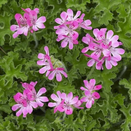 Junai.nl Pelargonium mix geurend | 12 cm pot | ca. 20 cm hoog | verkoop per stuk