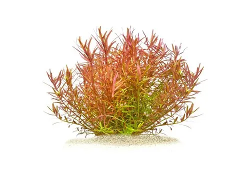HS Aqua Rotala sp. Yao Yai | In vitro cup