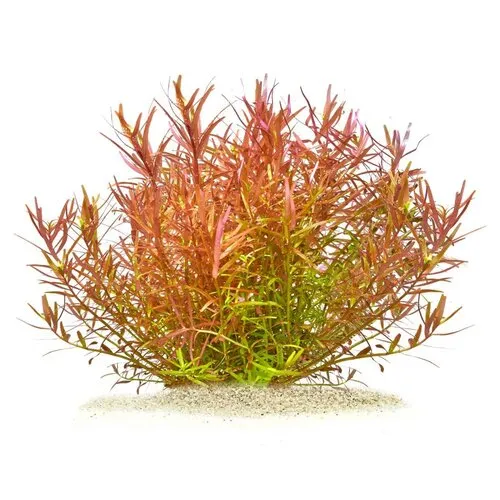 HS Aqua Rotala sp. Yao Yai | In vitro cup