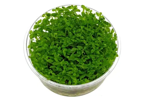 HS Aqua Bacopa Australis | In vitro cup