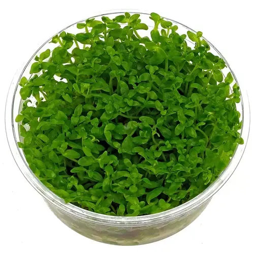 HS Aqua Bacopa Australis | In vitro cup