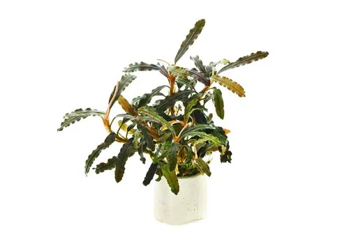 Easy Grow Bucephalandra Biblis | In vitro cup