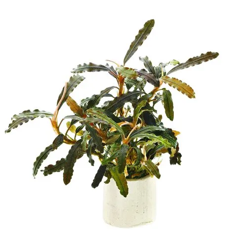 Easy Grow Bucephalandra Biblis | In vitro cup