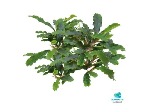 Easy Grow Bucephalandra Green Velvet | In vitro cup