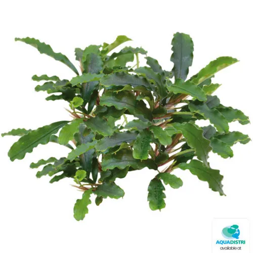 Easy Grow Bucephalandra Green Velvet | In vitro cup