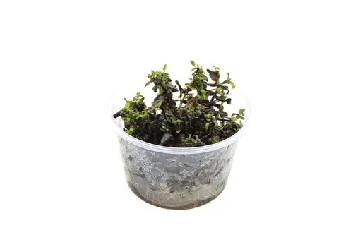 Moerings Bacopa Salzmanni | In vitro cup