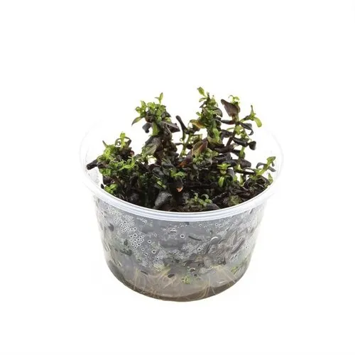 Moerings Bacopa Salzmanni | In vitro cup