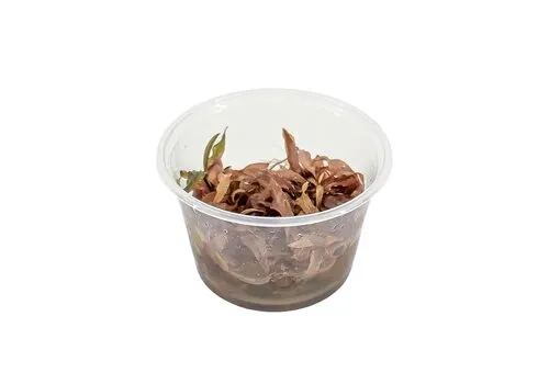 Moerings Cryptocoryne Wendtii Sindoor | In vitro cup