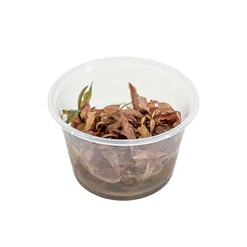 Moerings Cryptocoryne Wendtii Sindoor | In vitro cup
