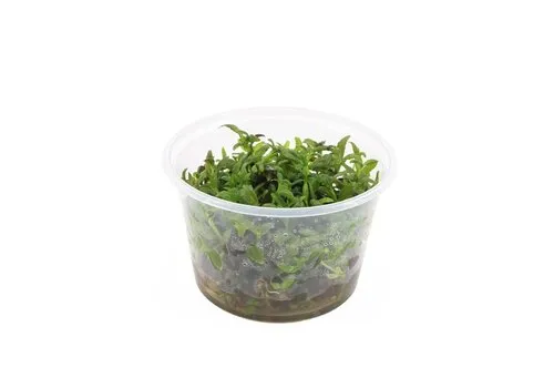 Moerings Limnophila Hippuridoides | In vitro cup