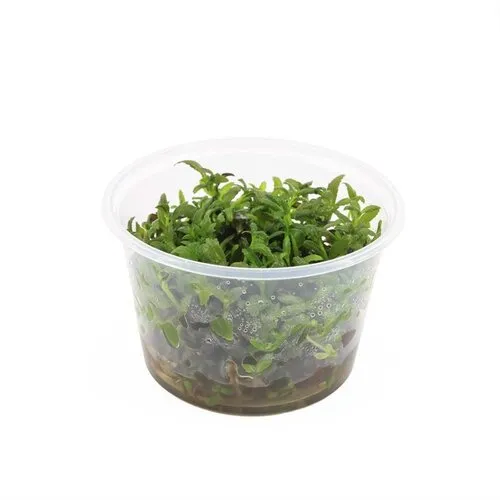 Moerings Limnophila Hippuridoides | In vitro cup