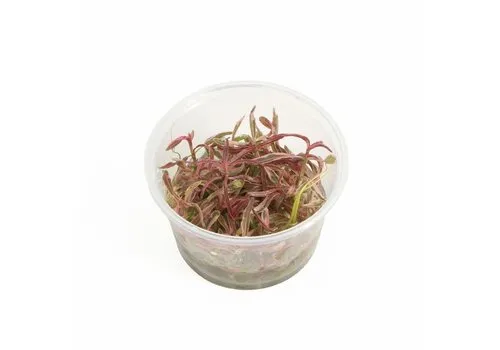 Easy Grow Hygrophila Lancea Chai | In vitro cup