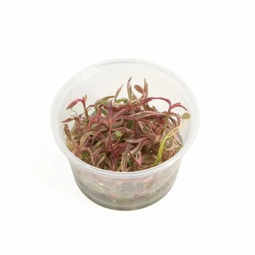 Easy Grow Hygrophila Lancea Chai | In vitro cup