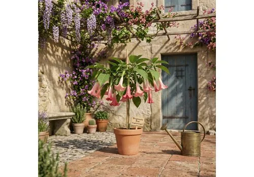 Junai.nl Brugmansia roze | engelentrompet | 50 cm hoog | 19 cm pot