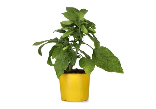 Junai.nl Brugmansia geel | 19 cm pot | 45 cm hoog