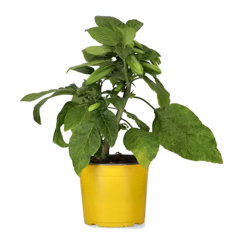 Junai.nl Brugmansia geel | 19 cm pot | 45 cm hoog