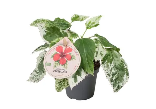 Junai.nl Hibiscus syriacus ‘Variegata’ | 6 cm pot | ± 15 cm hoog
