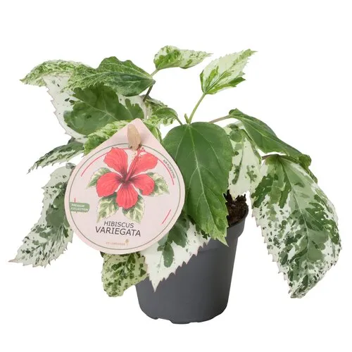 Junai.nl Hibiscus syriacus ‘Variegata’ | 6 cm pot | ± 15 cm hoog