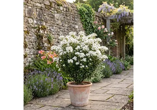 Junai.nl Olearia haastii (struikaster) | 65 cm hoog | In 11 cm pot
