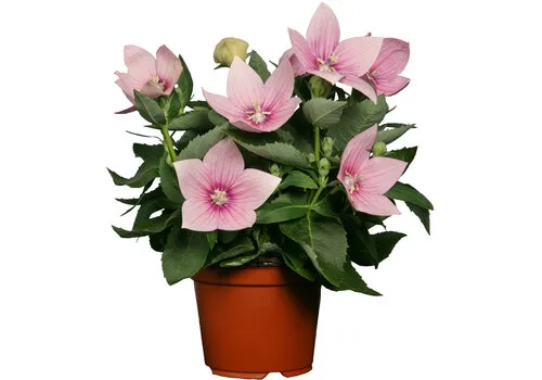 Junai.nl Platycodon grandiflorus ‘Astra Pink’ (ballonplant) | 15 cm hoog | 12 cm pot