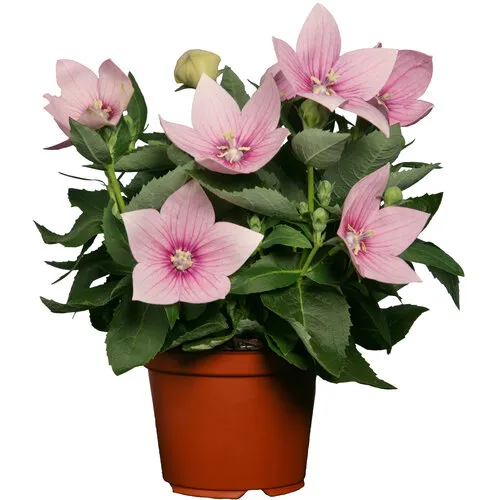 Junai.nl Platycodon grandiflorus ‘Astra Pink’ (ballonplant) | 15 cm hoog | 12 cm pot