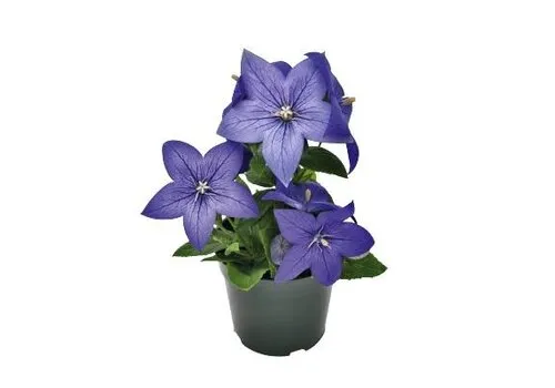Junai.nl Platycodon grandiflorus 'Blue' | 12 cm pot | ca. 20 cm hoog