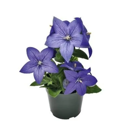 Junai.nl Platycodon grandiflorus 'Blue' | 12 cm pot | ca. 20 cm hoog