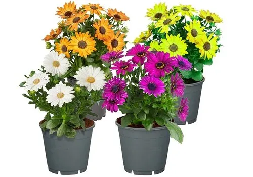 Junai.nl Osteospermum (Spaanse margriet) | mix kleuren