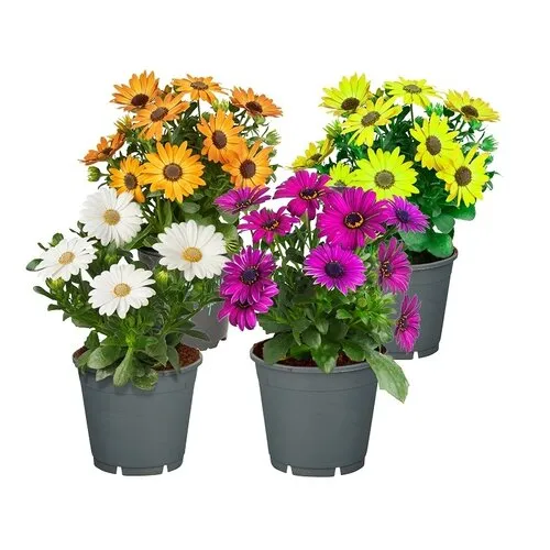 Junai.nl Osteospermum (Spaanse margriet) | mix kleuren