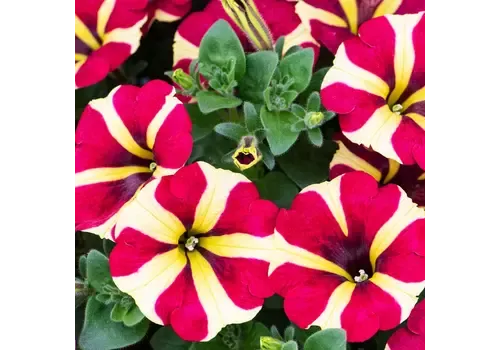 Junai.nl Petunia Amore Queen of Hearts | 20 cm hoog | 10 cm pot
