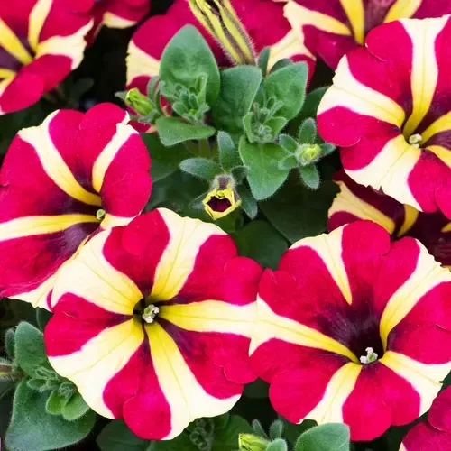 Junai.nl Petunia Amore Queen of Hearts | 20 cm hoog | 10 cm pot