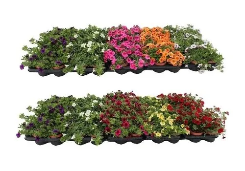 Junai.nl Petunia Minifamous | gemengde kleuren | 10 cm pot | ca. 10–15 cm hoog | per stuk