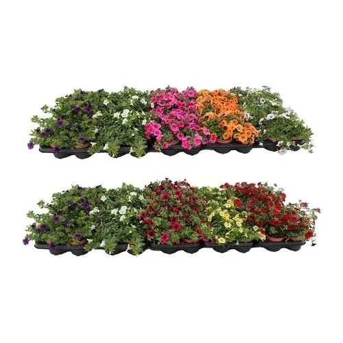 Junai.nl Petunia Minifamous | gemengde kleuren | 10 cm pot | ca. 10–15 cm hoog | per stuk