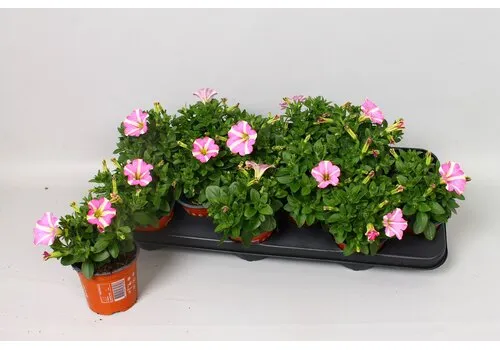 Junai.nl Petunia Peppy Neon | 10 cm pot | 15 cm hoog