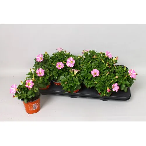 Junai.nl Petunia Peppy Neon | 10 cm pot | 15 cm hoog
