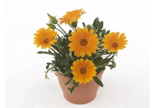 Junai.nl Gazania rigens 'Gelbe Jupiter' | Middaggoud | 10 cm pot | ca. 10–15 cm hoog