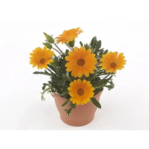 Junai.nl Gazania rigens 'Gelbe Jupiter' | Middaggoud | 10 cm pot | ca. 10–15 cm hoog