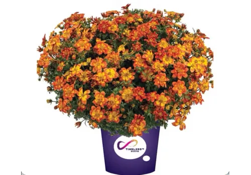 Junai.nl Bidens Solaire Star | 15 cm hoog | 10 cm pot | per stuk