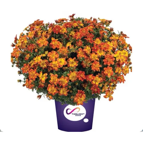 Junai.nl Bidens Solaire Star | 15 cm hoog | 10 cm pot | per stuk
